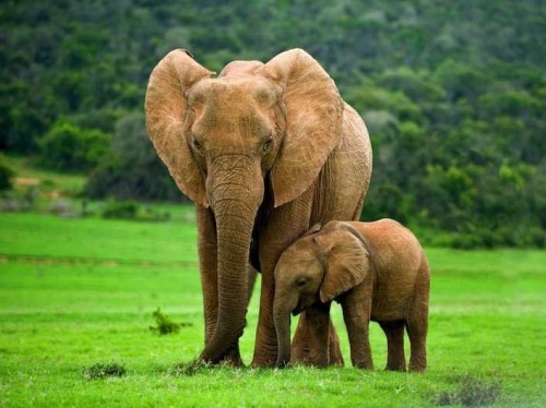dubai-elephants