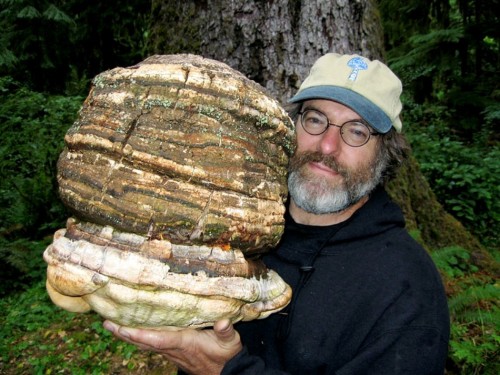 mushroom-fungi