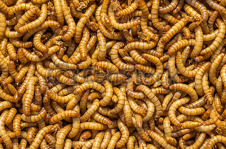 Mealworm Background